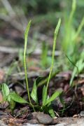 Ophioglossum lusitanicum