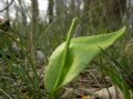 Ophioglossum vulgatum