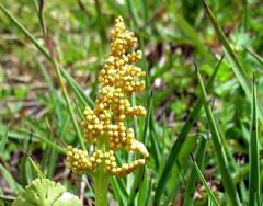 Ophioglossaceae