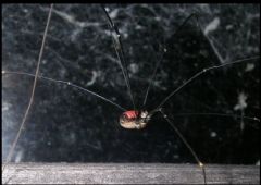 Sclerosomatidae