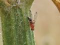 Geomyza venusta (cfr)