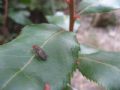 Opomyza germinationis (cfr.)