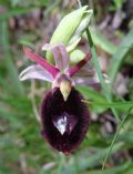 Ophrys bertolonii subsp. benacensis