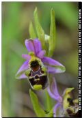 Ophrys annae