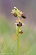 Ophrys brutia