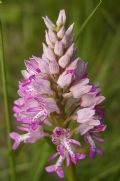 Orchis militaris