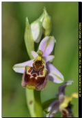 Ophrys annae