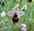 Ophrys tenthredinifera