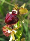Ophrys passionis