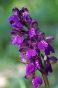 Anacamptis morio