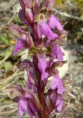 Orchis spitzelii