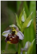 Ophrys annae