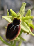 Ophrys tarentina
