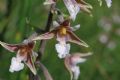 Epipactis palustris