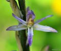Limodorum trabutianum