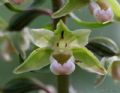 Epipactis purpurata