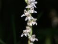Goodyera repens