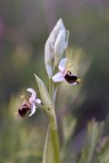 Ophrys tetraloniae