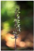 Epipactis purpurata