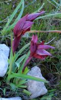 Serapias orientalis subsp. apulica