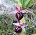 Ophrys sipontensis