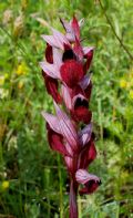 Serapias cordigera