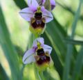 Ophrys tenthredinifera