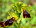 Ophrys archimedea