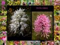 Orchis italica