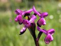 Anacamptis longicornu