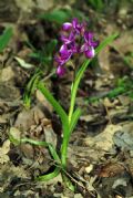 Anacamptis laxiflora