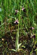 Ophrys bertolonii subsp. bertolonii