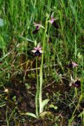 Ophrys bertolonii subsp. bertolonii