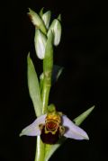 Ophrys apifera