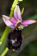 Ophrys bertolonii subsp. bertolonii