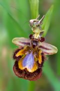 Ophrys speculum