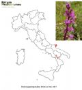 Orchis quadripunctata (mappa distribuzione)