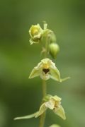 Epipactis zaupolensis