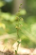 Epipactis zaupolensis