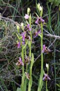 Ophrys polyxo