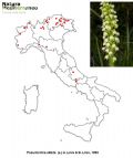 Pseudorchis albida (mappa distribuzione)