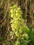 Orchis pallens
