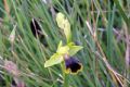Ophrys blitopertha