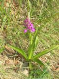 Orchis mascula