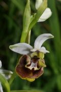 Ophrys appennina