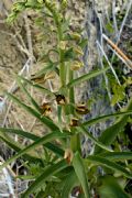Epipactis veratrifolia
