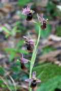 Ophrys normanii