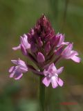 Anacamptis pyramidalis