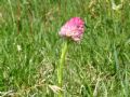 Nigritella corneliana