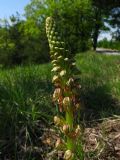 Orchis anthropophora